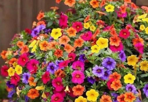 院落|家有庭院就养4种花,花期长,简单易成活,惊艳如花球,美翻了