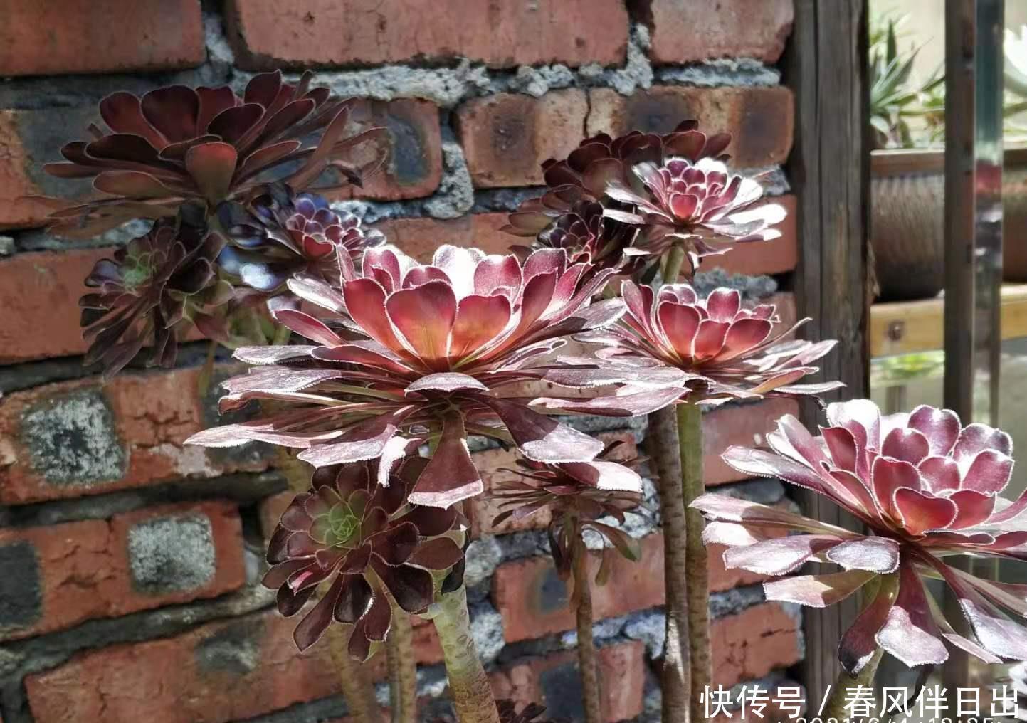 法师|喜欢多肉丛林桩却不知道怎么养成?其实只需要简单的一步操作便可