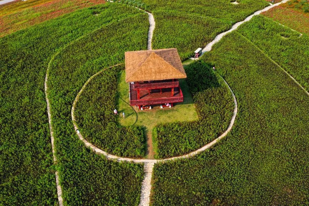 太美了！2021年铜山最新赏花地图出炉！竟有这些地方可以游玩儿…