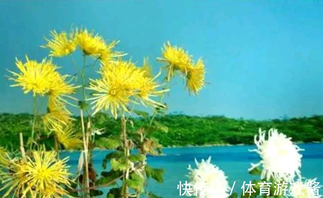 李清照#野渡征联:三杯二盏,怎敌它数声雁唱,几点菊黄?愁字三千明月上