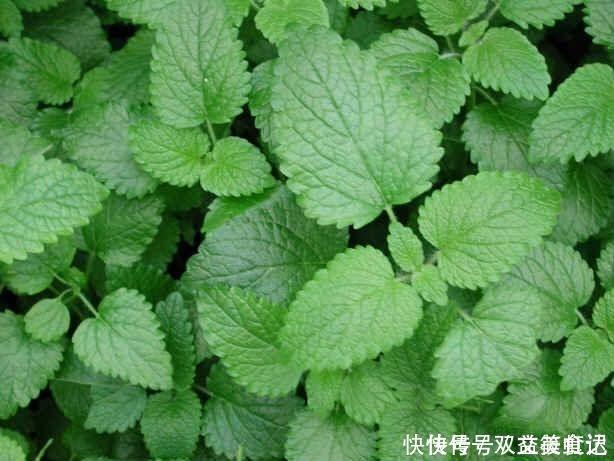 风油精|这2种草没人重视,其实是“止痒草”,比花露水都管用