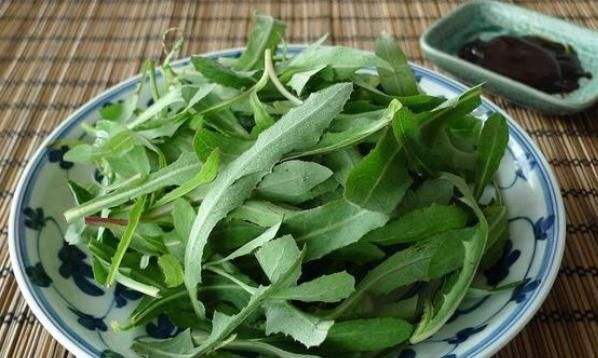 不起眼|农村不起眼的4种“抗癌王”,效果比蒲公英好100倍,太多人不知道