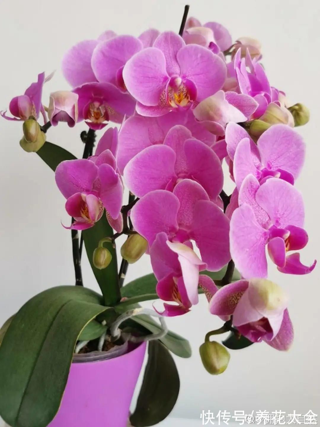 红火好养的“喜庆花”,现在买不吃亏,下个月价格翻两倍