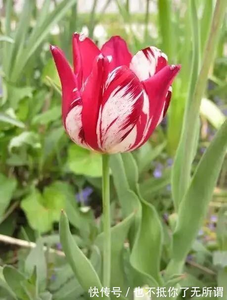 龟甲牡丹|世界上最名贵的花，一盆就是一座房子！