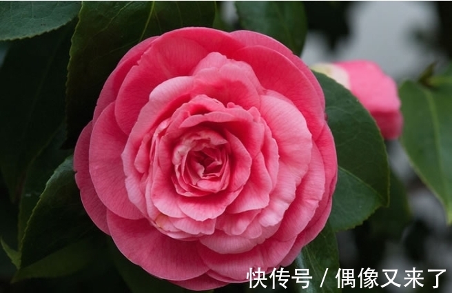 世界上最稀有的花，有些美的让人不可思议，是观赏精品