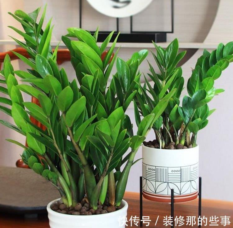 养花就养4种花,家里养一盆,财源广进,好运滚滚来!