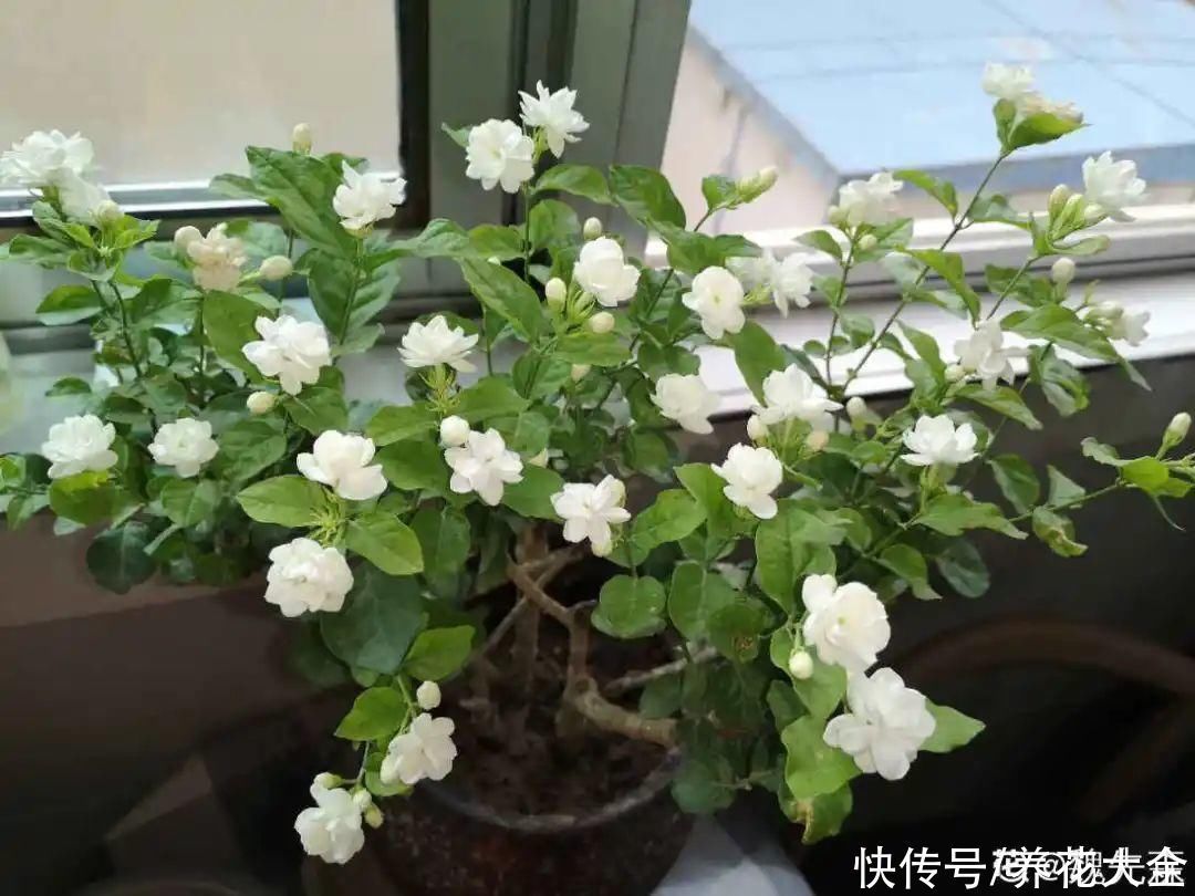 飘香藤|晒不死、热不死的花，越晒花越多，越热长越快