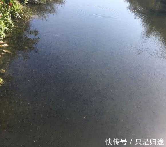 鱼比水多,河里野生鱼“暴动”,随手可捞,这是怎么回事!