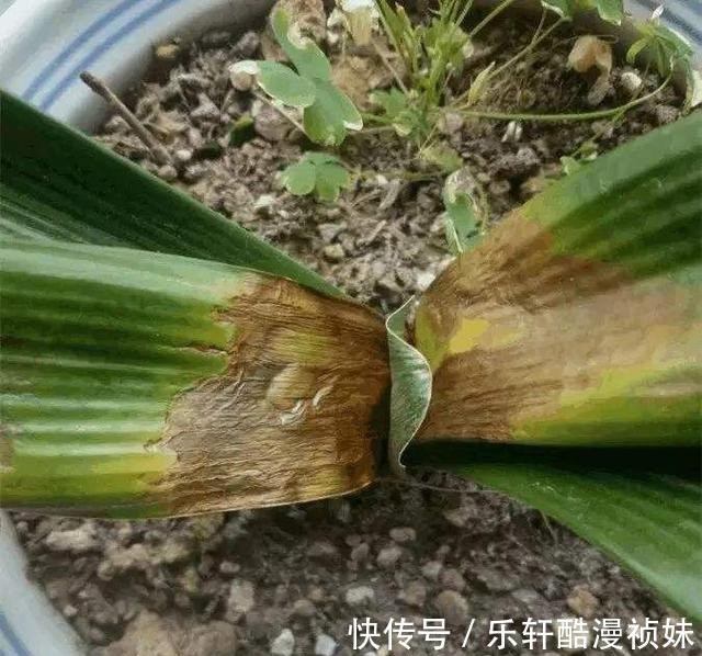 8种“洋气花”,天冷别喷水,不然黄叶、掉花苞,越养越难看