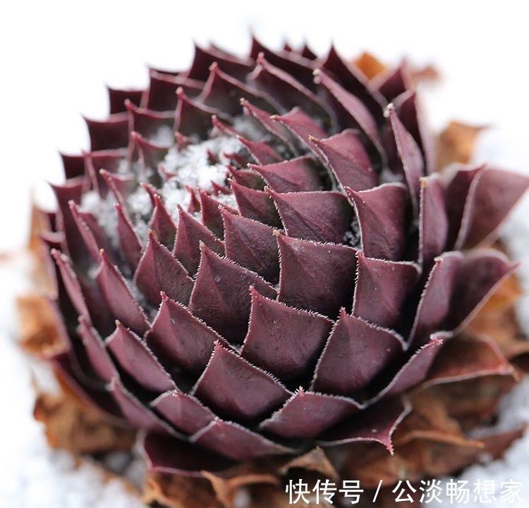 1种多肉“最好养”,零下20℃冻不死,雪地里“照常”生长
