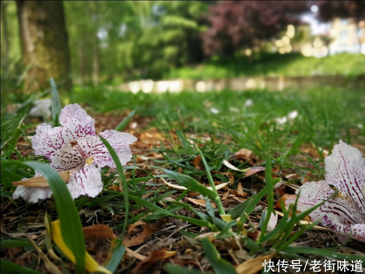 何如|相逢只道好江山，老街原创诗词，临江仙14首