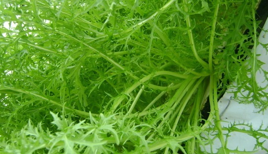 丰肌美肤|女性不想显老,常吃的食物,滋养子宫,丰肌美肤,帮助清肠油