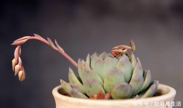 多肉植物四季浇水口诀,照着养,想养死都难!