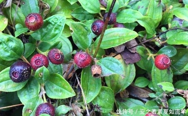 野生|农村这种野果,以前的人们拿来泡酒,其实它还是一种很好的药材
