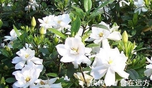 4种便宜花别小看,开花爆盆花期长,花大色艳真漂亮,谁养谁上瘾