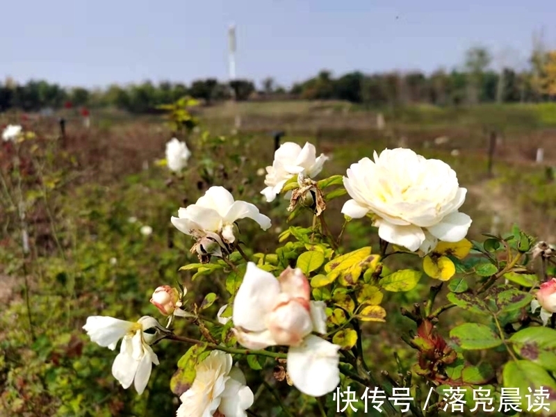 网红达人|郑州西流湖公园初现网红花海数公顷各色花卉芳香扑鼻