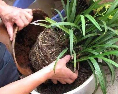 养花土还得花钱买省省吧,4样“废料”掺和一起,养啥旺啥