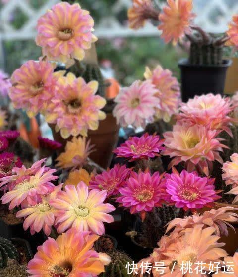 夏季|仙人球开花难?做好这4步,促花又促芽