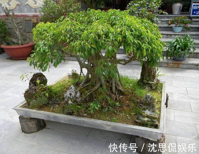 2种“镇宅树”,猪年养一盆,财运旺旺旺,观赏价值高!