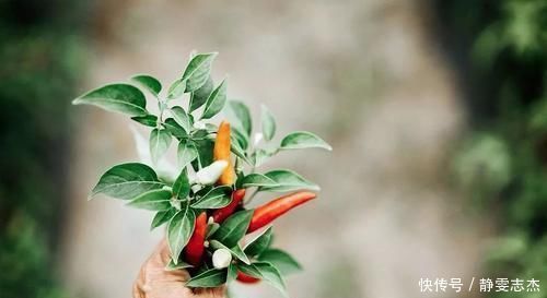 脾胃|一种不伤身体的吃辣方法,暖脾胃,升阳气,祛除体内湿气和老寒!