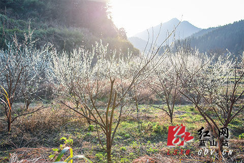 新春走基层｜蓝山：正月花开春意浓