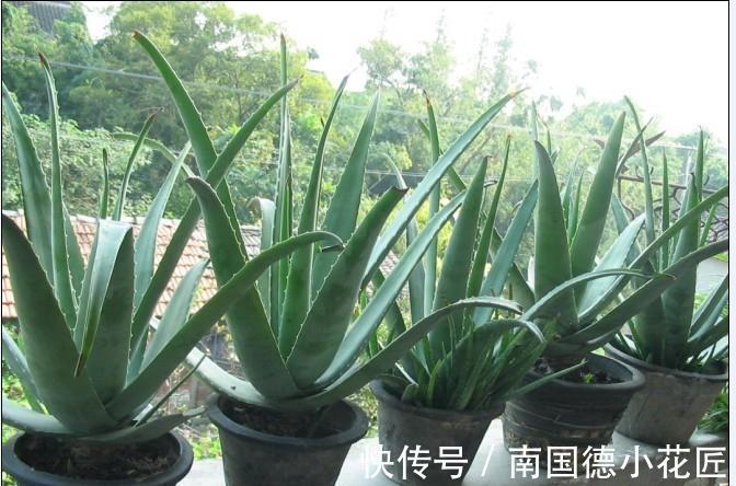 白掌|5种“漂亮花”,从来不生虫,家里干净卫生,花开不断,真省心