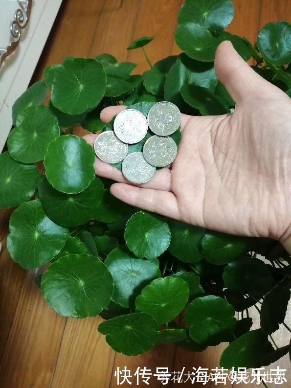 珠子|家里养了这花,小孩最喜欢,好看好玩太值了!