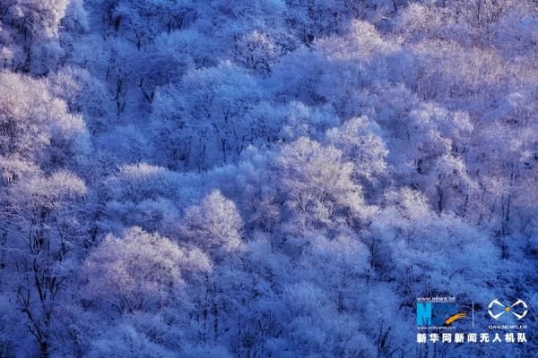 风景名胜区|雪落莲花台：树树着银装 山山皆素色