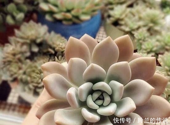 多肉植物的叶片从灰色到粉色,只因淋了一场雨