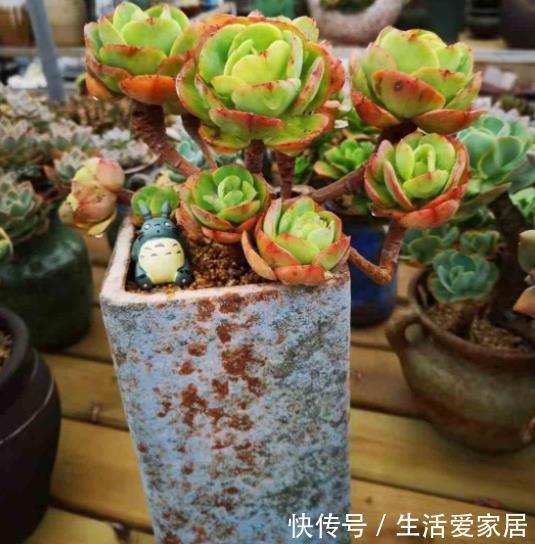 多肉植物|想要多肉快速长成老桩，教你一个小技巧，茎秆粗壮，新手也会养