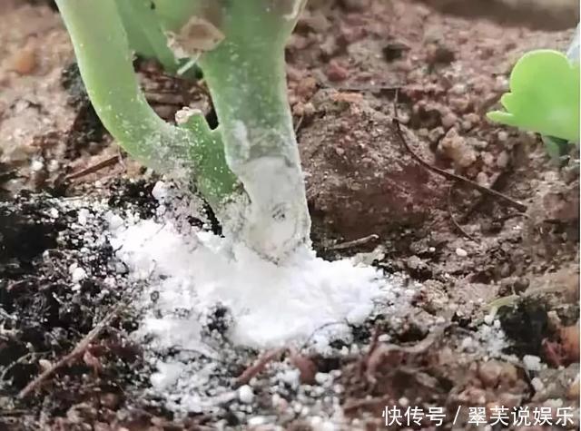 百菌清|养长寿花，遇到2种枝条“不能留”，要不全军覆弄、不开花