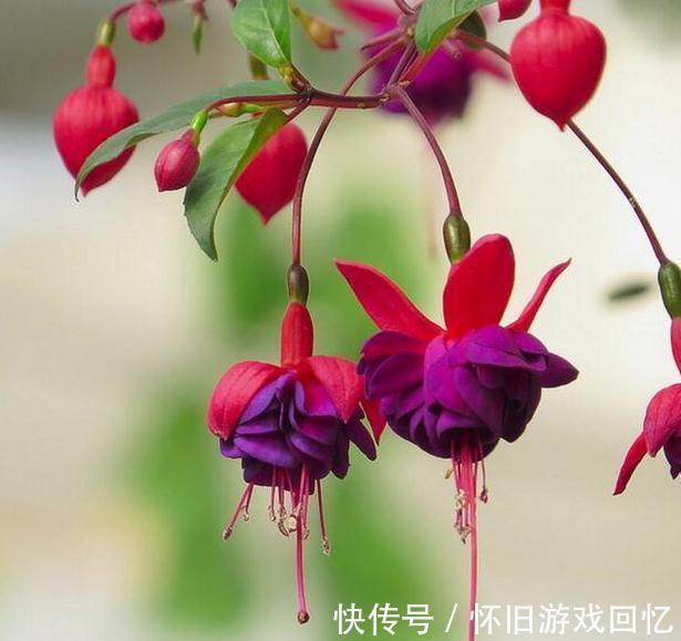 养花是一门艺术,聪明人养花有专门的技巧,怪不得养的那么好