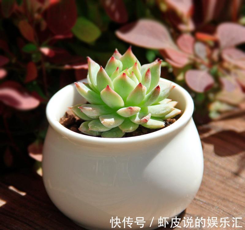 想让多肉健康又漂亮,这8招养成秘籍你千万不能错过