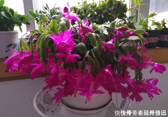 浇水|多年的蟹爪兰,勤做三动作,重新缀化,叶插苗养成繁花小老桩