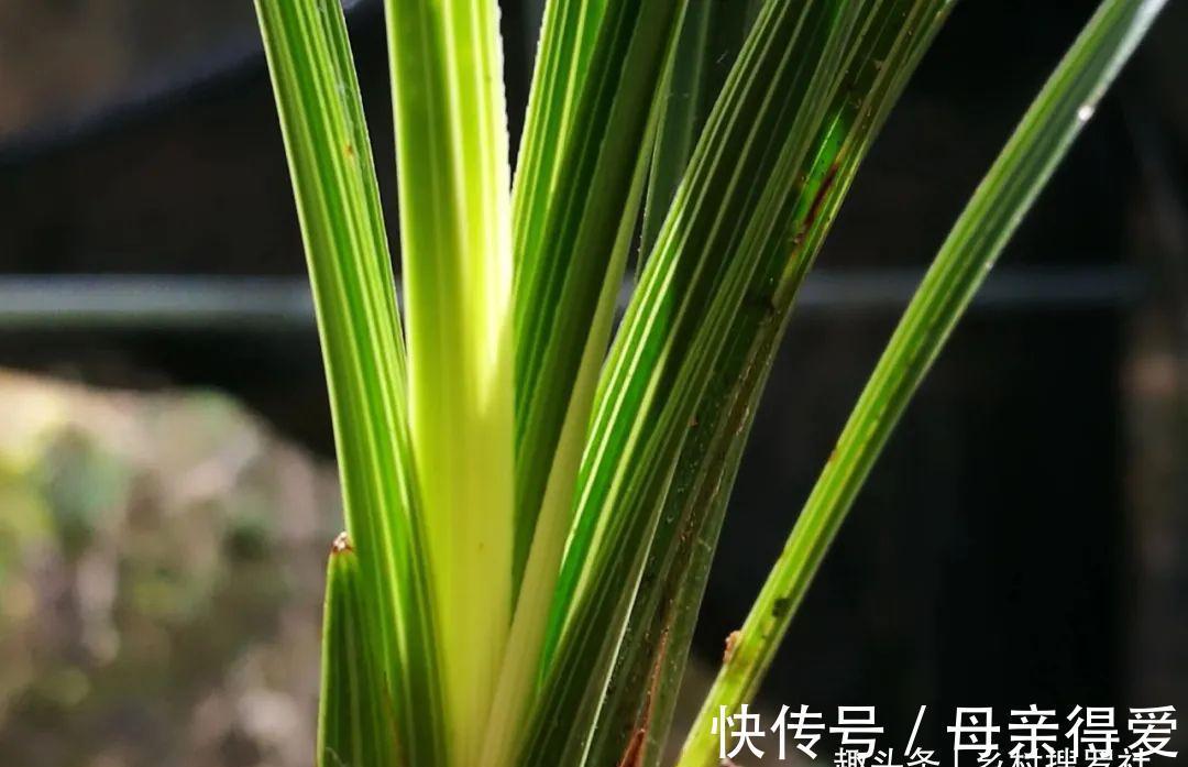 冬季兰花怎么服盆？这两个细节不要做错，来年新芽生长更壮实