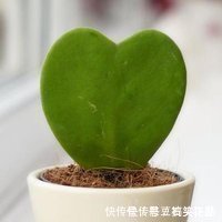 此5种植物，叶子“奇特”又漂亮，养在家里大气、又好看