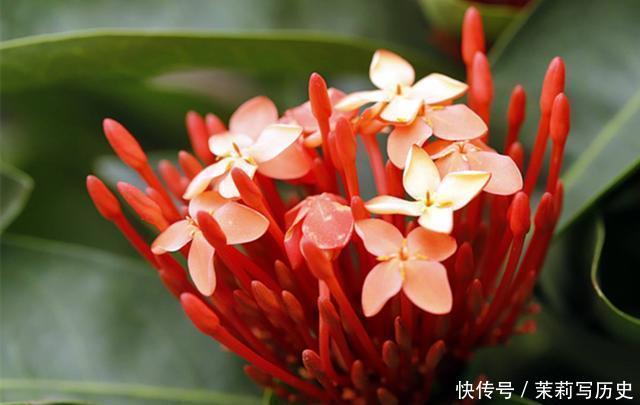 4种花花色鲜艳夺目,花朵美艳迷人,好养易活能爆盆