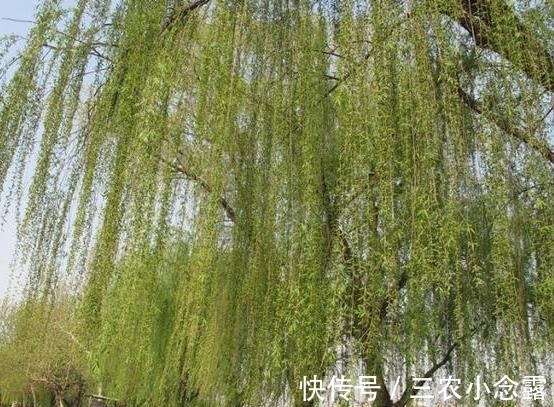 柳树|这是“天然”生根剂,路边捡一把,泡在水里,生根快速,浇花也旺