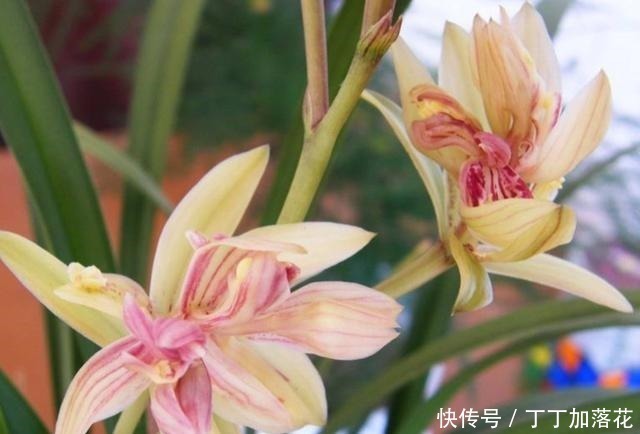 建兰奇花之首“富山奇蝶”,花似牡丹,兰香醇正,勤花勤草还好养