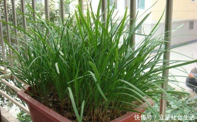 家里种几盆懒人菜,沾土就冒芽,新鲜又好吃,天天轮流摘!