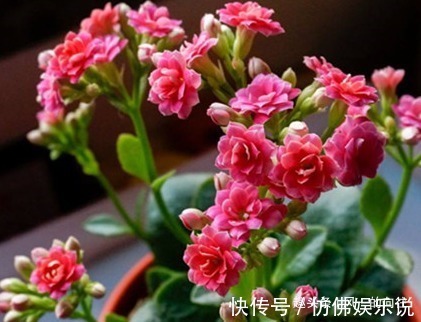 绿色植物|这三种花最不喜欢水,越是不管它越能蹭蹭长不停,一定要管住手