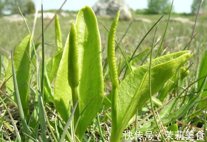 5种罕见植物，只长一片叶子一根茎，价值却很珍贵早看早知道