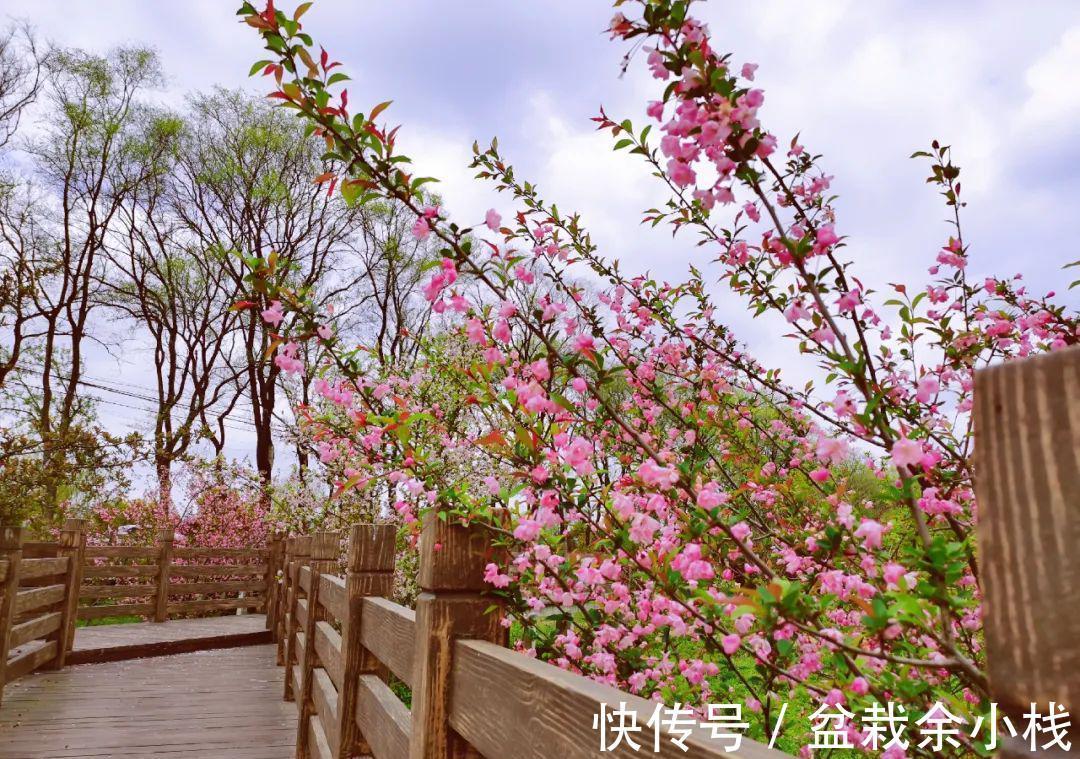 茶花|有钱人家的院子,爱养这4种花,高档有品味,富贵又典雅