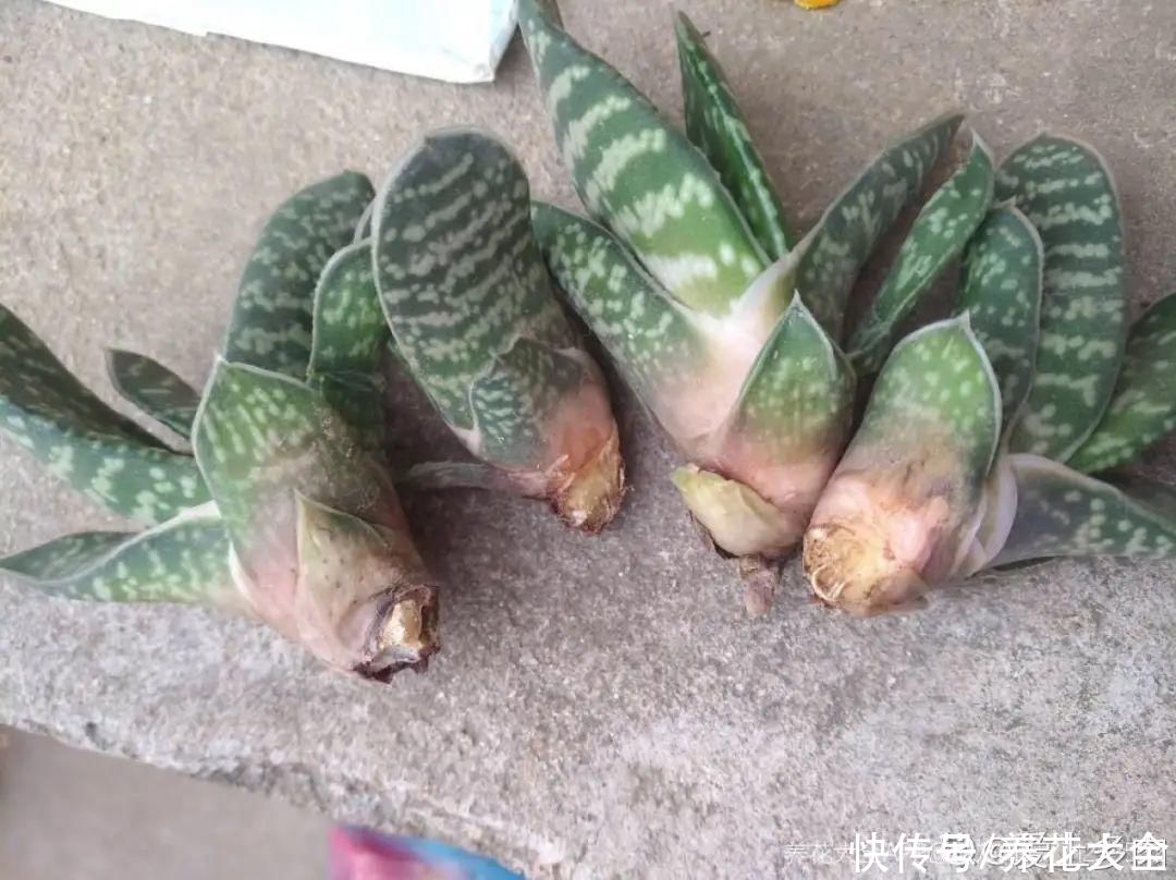 7种“落地生根”花，春天多插几棵，成活率特别高