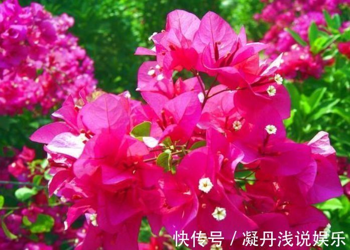 凤仙花|家里养此款花卉，便宜又好养，一盆千百朵，枝头花苞满