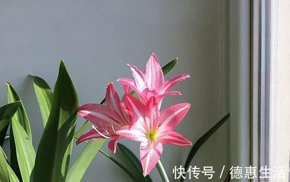 这16种花冬天越浇越死,3个月不管,反而长高个