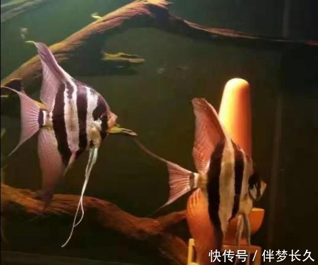 饲养观赏鱼想不死鱼,就要把以下简单的事情重复做,做到熟练为止