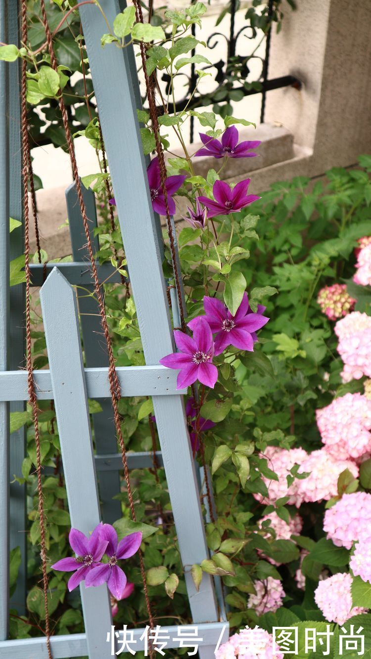 洋房|为了可以养花,我建了座小洋房,终于可以打造梦寐以求的花园了