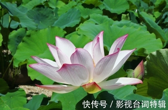 桃花|步入9月中旬，4属相桃花多正财旺，事业进步，日子一顺百顺