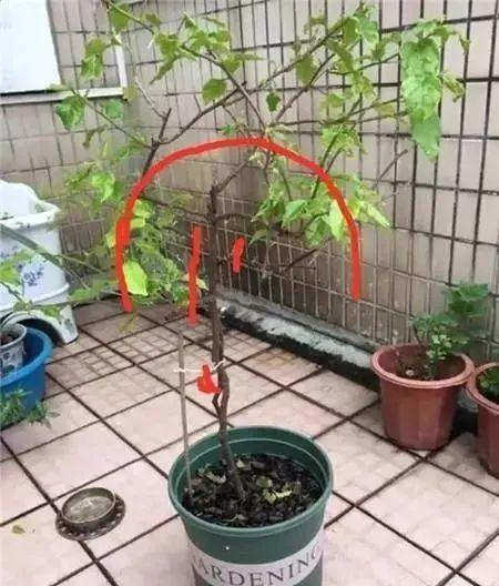 家里养了月季，花后使劲剪，越剪越开花，真省心